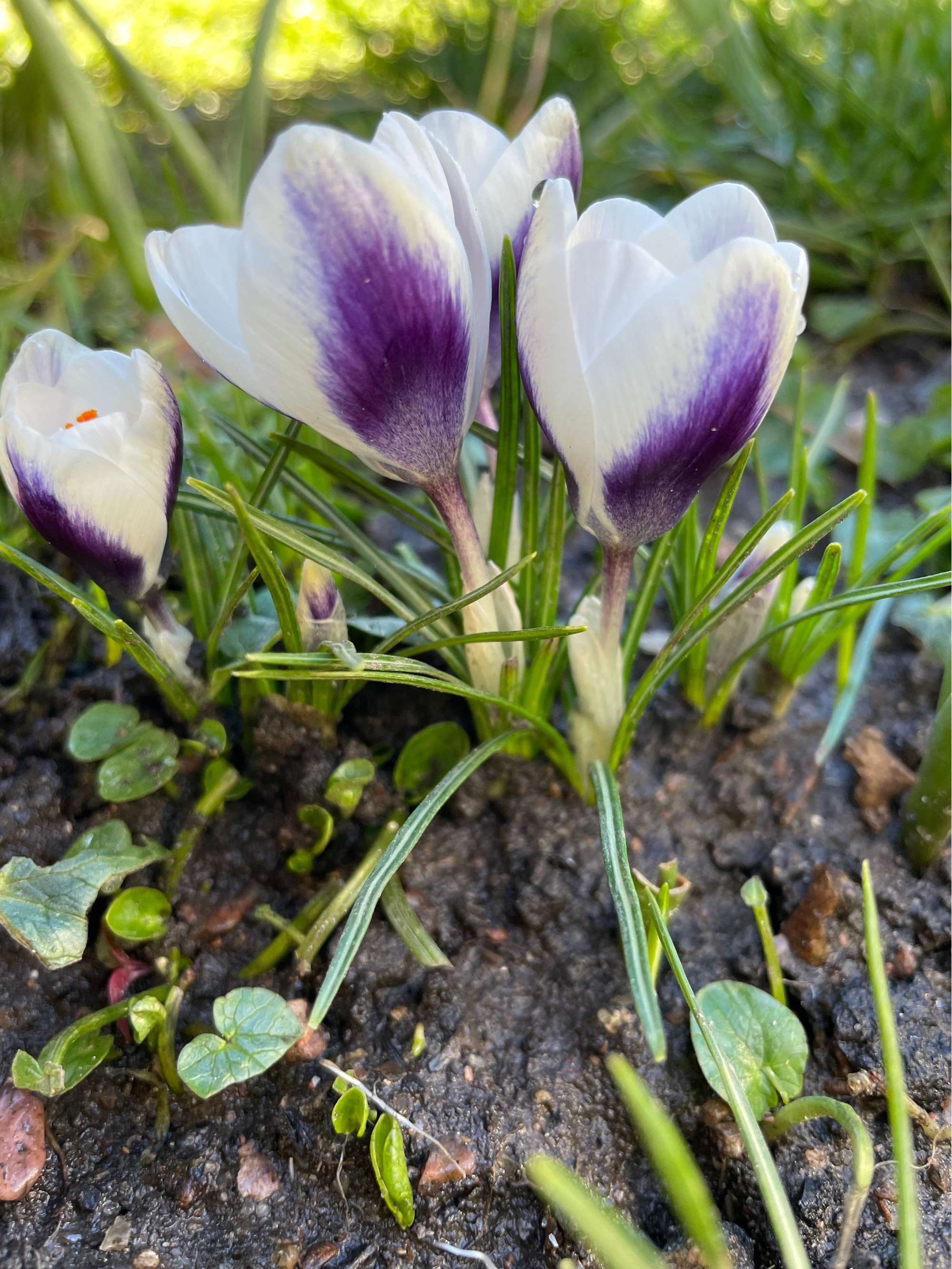 Botanische Tulpe 'Prince Claus'